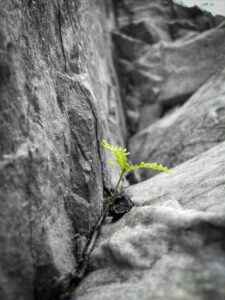 Learning Curves