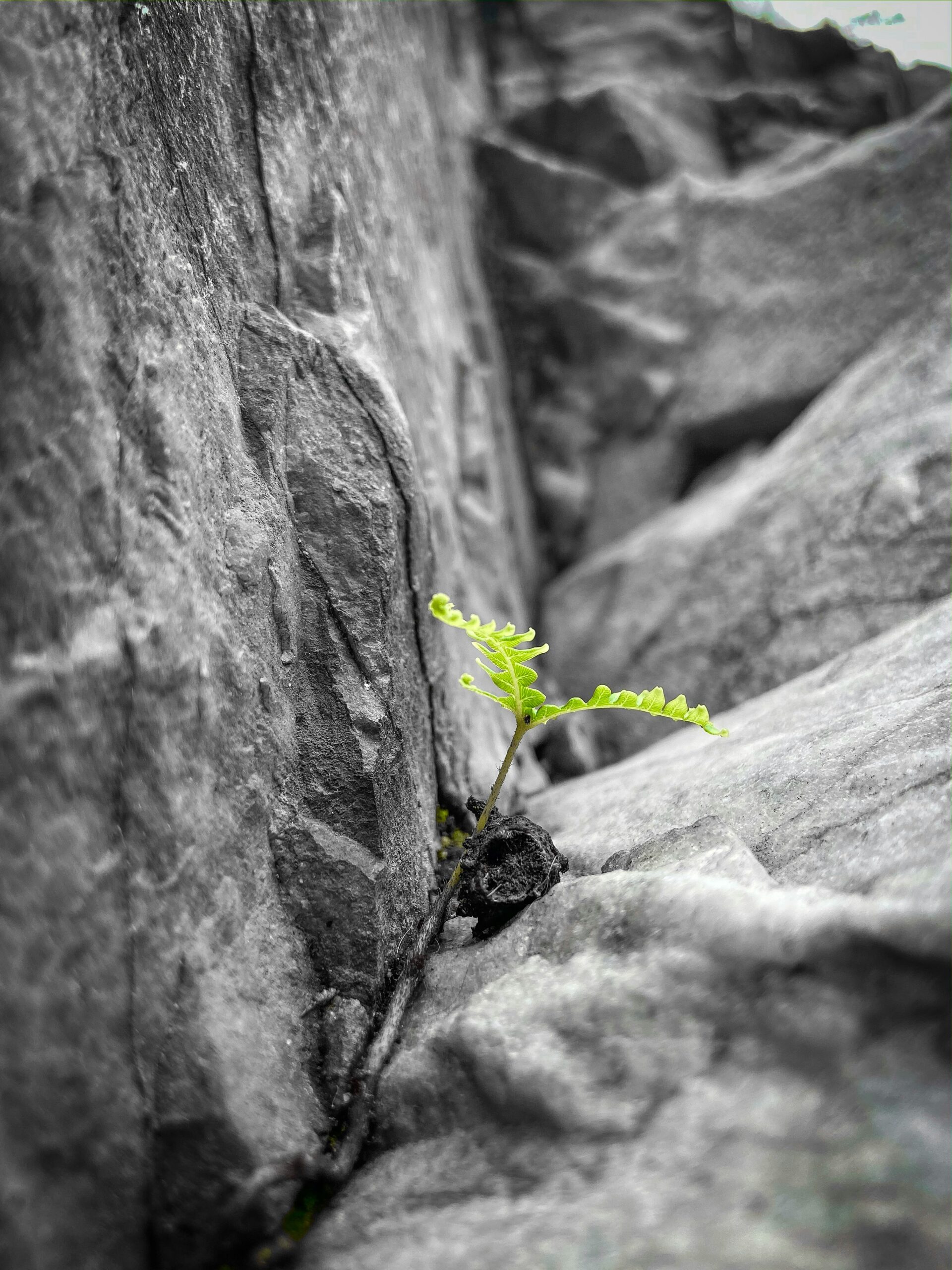 The Struggle of Living Things for Survival